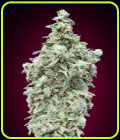 Cherry Pie - Advanced Seeds