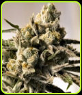 Cherry Pie Fast - High Speed Buds