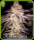 Cherry Soul - Trichome Jungle Seeds