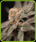 Cherry Tini - Perfect Tree Seeds