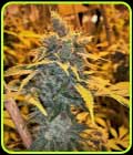 Cherry White - Mosca Seeds