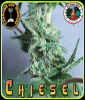 Chiesel - Big Buddha Seeds