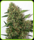 Chill-OM - Mandala Seeds