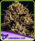Chimera Cut - Anesia Seeds