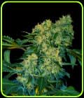 Chingis Khan - VIP Seeds