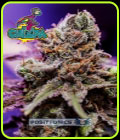Chizpa - Positronic Seeds