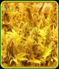 Choc-Matic - Dr Krippling Seeds