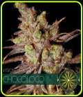 SALE - Choco Bud - Vision Seeds - Vision Seeds