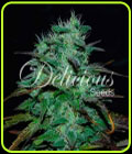 Chocobang - Delicious Seeds