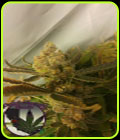 Chocolate Chip Cookie - Purple Caper Seeds