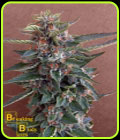 Chocolate Cookies - Breaking Buds Seeds