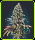 Chocolate Cream - OO Seeds