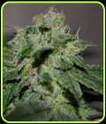 Chocolate Heaven - G13 Labs Seeds