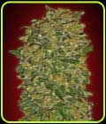 Chocolate Kush Fast - OO Seeds