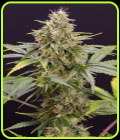 Chocolate Mint OG Auto - Humboldt Seed Organisation