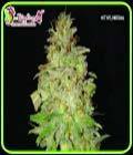 Chocolate Orange Auto - Dr Krippling Seeds