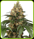 Chocolate Rainbow XXL - Sensi Seeds