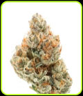 Chocolate Sherbet - Growers Choice