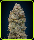 Chocolate Skunk - OO Seeds