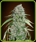 Chocolate Skunk CBD - OO Seeds