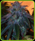 Chocolate Stardawg - Dankonomics Genetics