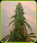 Chocolate Thainapple - True Canna Genetics
