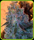 Chocolate Tooth - Dankonomics Genetics
