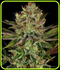 Chocolate Wafflez - Paradise Seeds