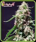 Chocolate Zkittles - Dr Krippling Seeds