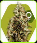 Choco Candy - Zambeza Seeds