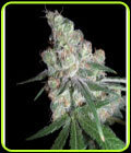 Chocolope (aka D-Line) - DNA Genetics Seeds
