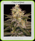SALE - Chocolopez - BlimBurn Seeds - BlimBurn Seeds