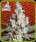 Chong's Choice - L.A. Amnesia - Paradise Seeds