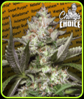 Chong's Choice - Auto Kong 4 - Paradise Seeds