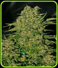 Chronic - Serious Seeds