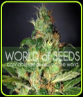 Chronic Haze - World of Seeds