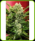 Chronic Ryder - Joint Doctor Seeds