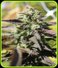 Chunkadelic Autoflower - Humboldt Seed Company