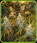 Chunky Skunk - Sagarmatha Seeds