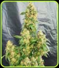 Chunky Skunk - Freedom of Seeds