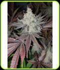 Chuntz - Original Big Buddha Family Farms