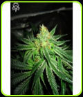 Chupacabra - SickMeds Seeds