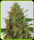 Cinderella 99 - G13 Labs Seeds