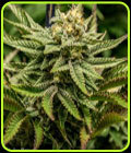 Cinderella 99 - Brothers Grimm Seeds