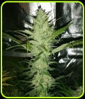 Cinderella 99 - Sumo Seeds