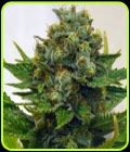 Cinderella XX - Brothers Grimm Seeds