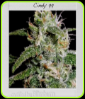Cindy 99 - BlimBurn Seeds