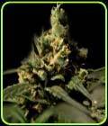 Citral Skunk - The Bulldog Seeds