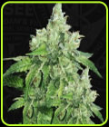 Citron Givré (Birthday Cake Selected) - TH Seeds