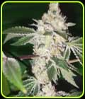 Citron Sour - Karma Genetics